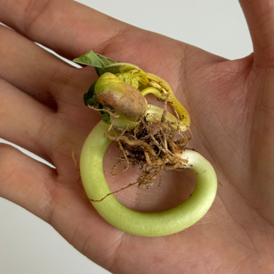 Cynthia Fan, United Kingdom work 2