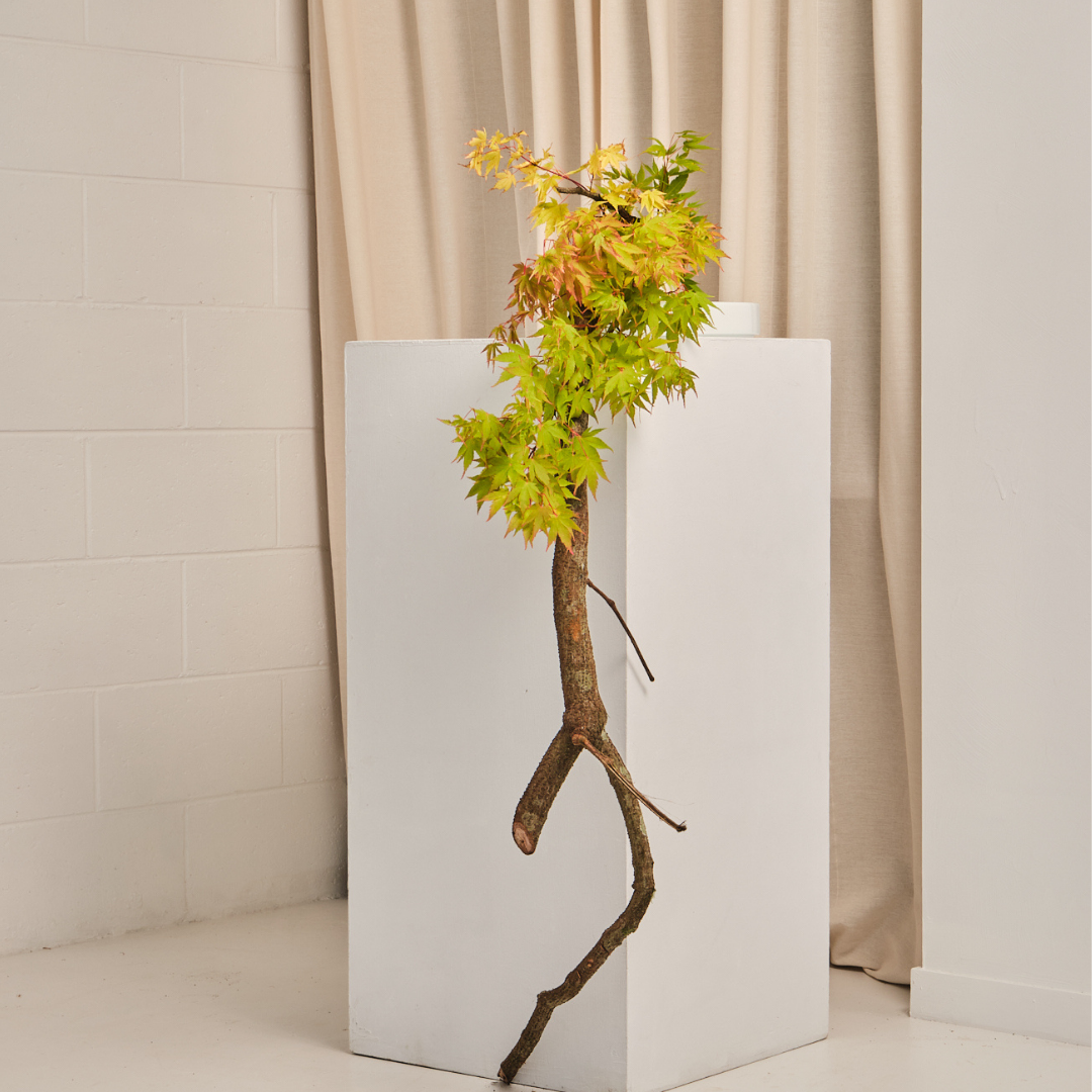 Ikebana Installation Workshop | Sydney Summit 2026 | Flower Club International