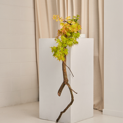 Ikebana Installation Workshop | Sydney Summit 2026 | Flower Club International