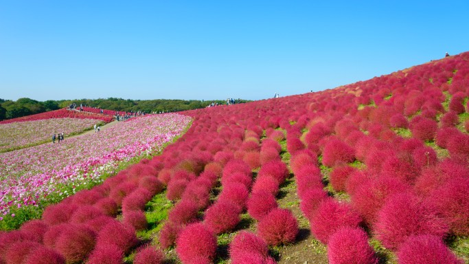 Experience the Magic of Kochia Season in Japan