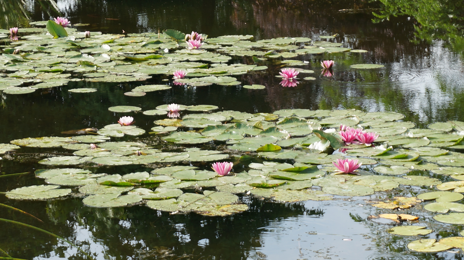 Travel Itinerary: The Waterlilies of Monet’s Garden