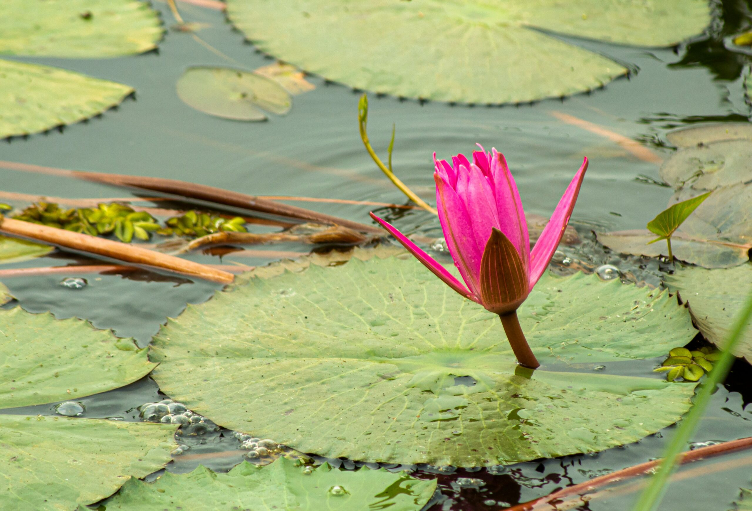 Flower Expressions: Japan’s flower proverbs